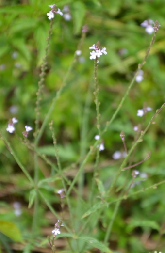 Navadni sporiš | Rastlina | Life Habitats