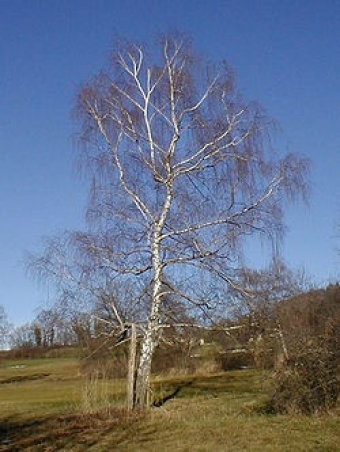 Navadna breza 