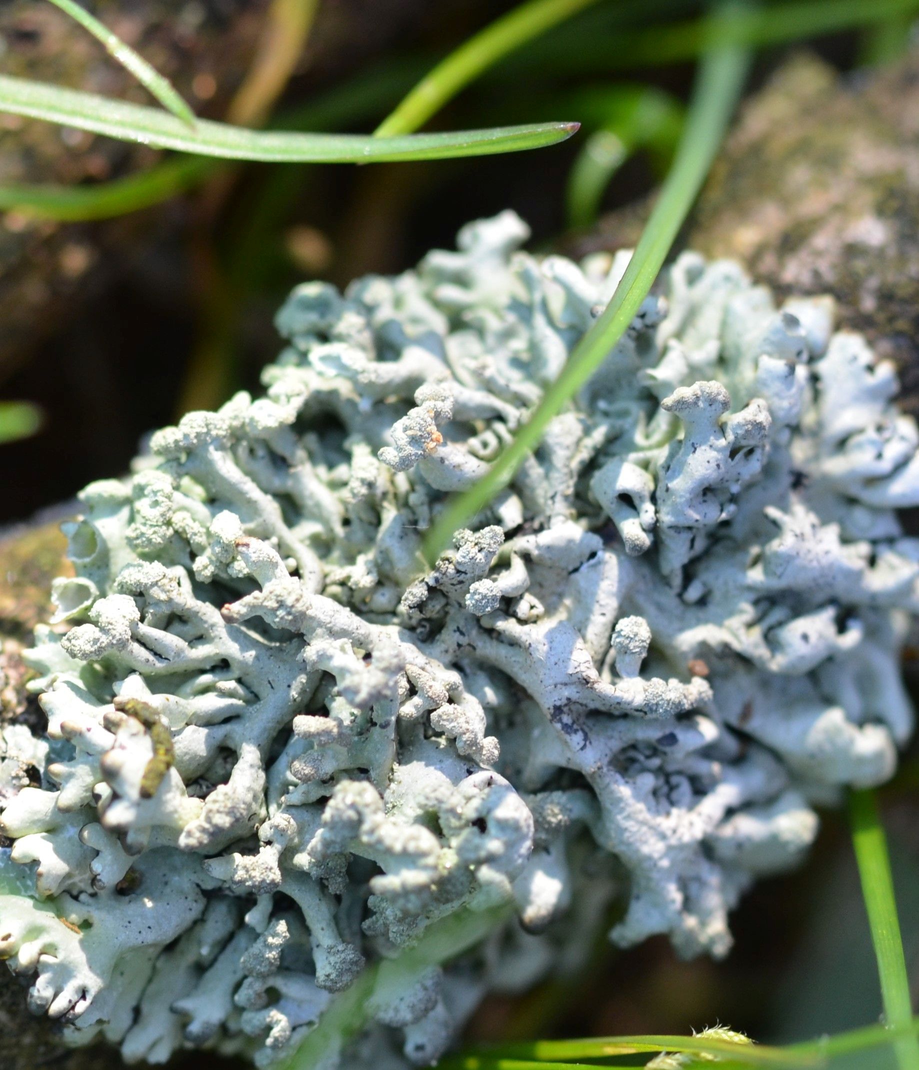 Cevkasta Hipogimnija Hypogymnia Tubulosa Plants Life Habitats